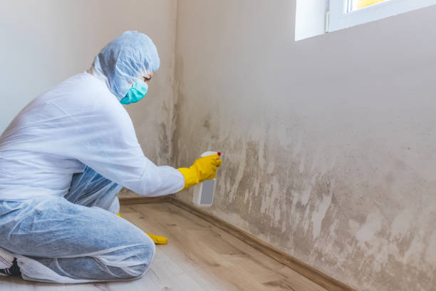 Licensed Mold Removal service in Victoria, VA - WQB Mold Removal
