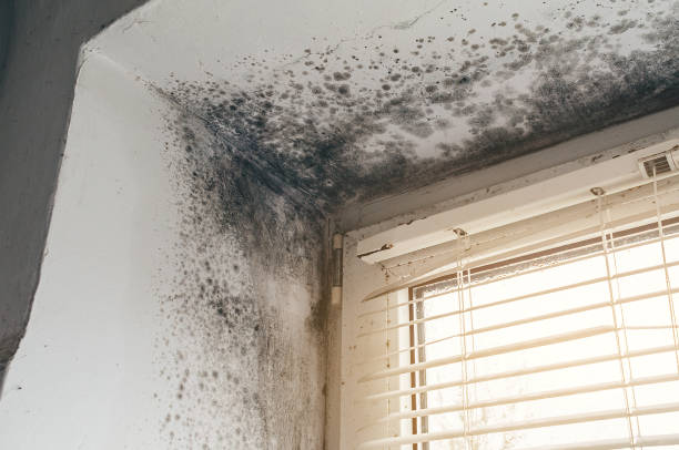 Affordable Mold Removal solutions in Victoria, VA